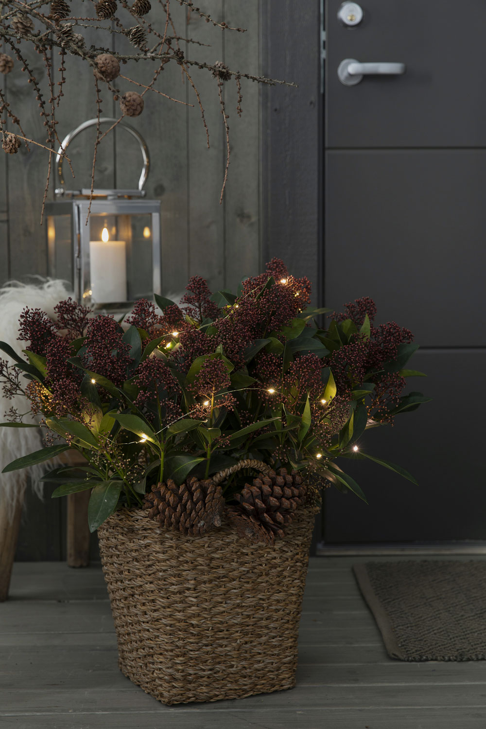 Skimmia med lyslenke